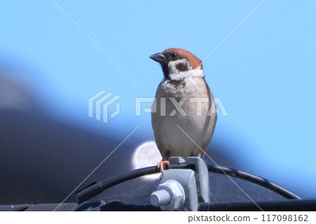 Sparrow 117098162