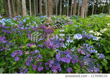 Azukibatake, Hanakawa-cho, Kitaibaraki City, Ibaraki Prefecture - A cluster of colorful hydrangeas and other flowers at Kitaibaraki Hydrangea Forest, a famous hydrangea spot Azukibatake, Hanakawa-cho, Kitaibaraki City, Ibaraki Prefecture - A cluster of colorful hydrangeas and other flowers at Kitaibaraki Hydrangea Forest, a famous hydrangea spot 117098210
