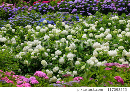 Azukibatake, Hanakawa-cho, Kitaibaraki City, Ibaraki Prefecture - A famous hydrangea spot, Kitaibaraki Hydrangea Forest, where Annabelle and other colorful hydrangeas grow Azukibatake, Hanakawa-cho, Kitaibaraki City, Ibaraki Prefecture - A famous hydrangea spot, Kitaibaraki Hydrangea Forest, where Annabelle and other colorful hydrangeas grow 117098253