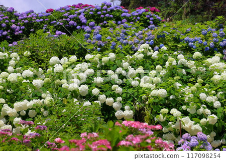 茨城縣北茨城市花川町紅豆田，紫陽花安娜貝爾和北茨城紫陽花林中色彩繽紛的紫陽花簇的名勝 117098254