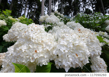 茨城縣北茨城市花川町紅豆田，紫陽花名勝安娜貝爾胡同，北茨城紫陽花林中的白色紫陽花 117098260