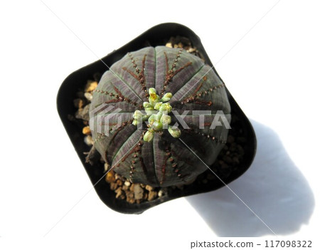 A rare hermaphrodite, Obesa 117098322