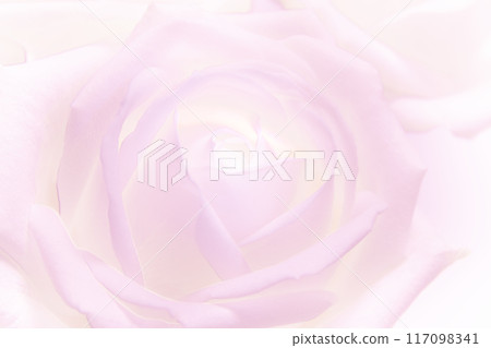 Pink Roses Pink Roses 117098341
