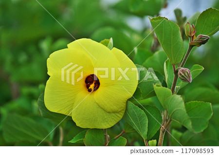 Yellow Hamabou Flowers (Summer, July) Yellow Hamabou Flowers (Summer, July) 117098593