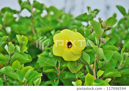 Yellow Hamabou Flowers (Summer, July) 117098594