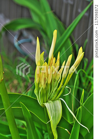 Yellow Crinum buds (Summer, July) 117098872