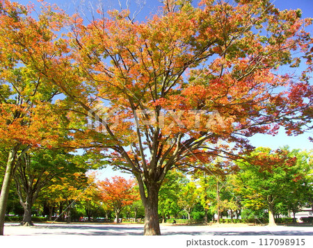 住宅區的公園風景，秋葉楓樹 117098915