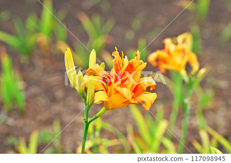 橙色黃花菜花（夏季，七月） 117098945