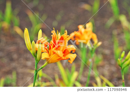 橙色黃花菜花（夏季，七月） 117098946