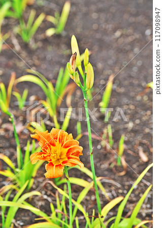 橙色黃花菜花（夏季，七月） 117098947