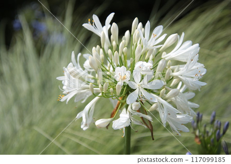 白百子蓮⑥ 白百子蓮⑥ 117099185