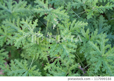 Winter Rose Geranium Green 117099188