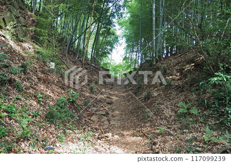 The moat of the second bailey of Kanayama Castle ruins [Ota City, Gunma Prefecture] 117099239