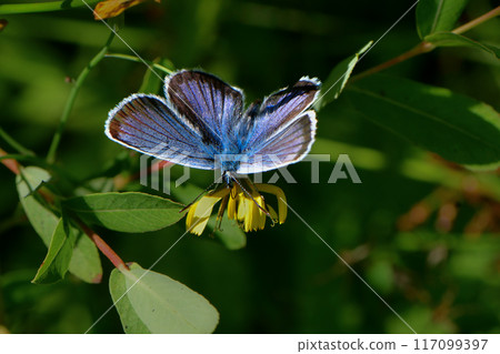 夏天在戰場原可以看到一種非常小、美麗的藍色翅膀蝴蝶。 117099397