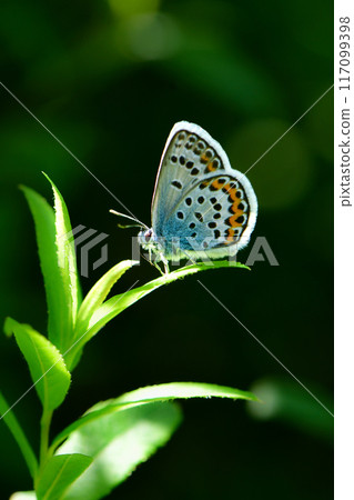 夏天在戰場原可以看到一種非常小、美麗的藍色翅膀蝴蝶。 夏天在戰場原可以看到一種非常小、美麗的藍色翅膀蝴蝶。 117099398