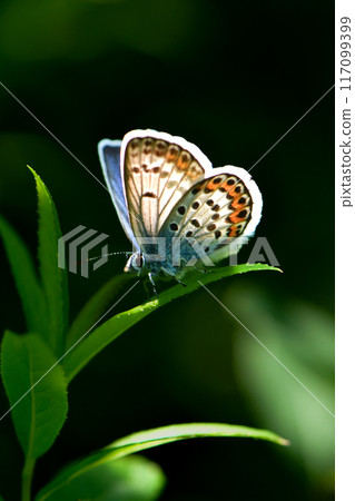 夏天在戰場原可以看到一種非常小、美麗的藍色翅膀蝴蝶。 117099399