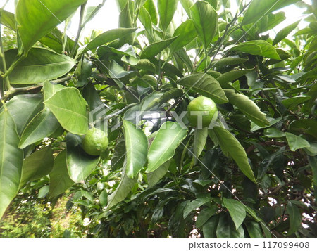 藍色橘子 藍色橘子 117099408