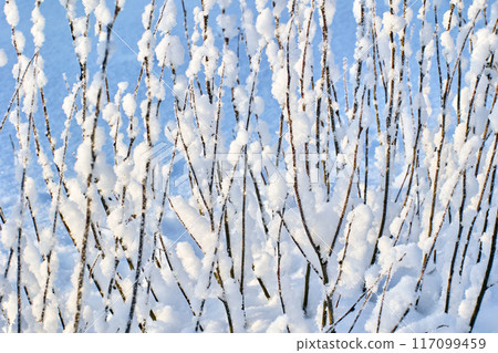 Graphics in tangle of bush branches with snow stuck to them. 117099459