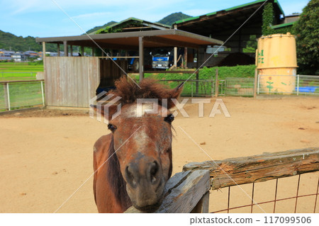 香川縣贊岐市大山農場的馬匹 香川縣贊岐市大山農場的馬匹 117099506