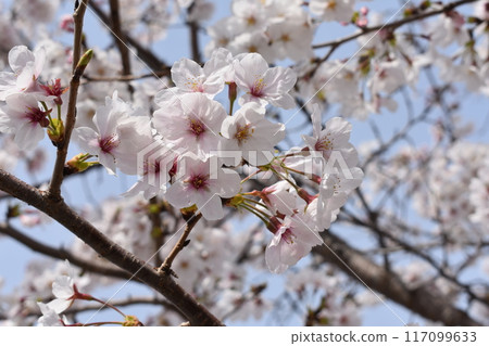 Sakura that shines in the blue sky 117099633