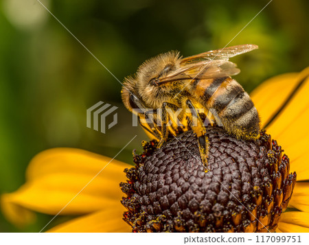 Honeybee pollinating Black-Eyed Susan flower 117099751