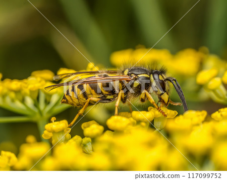 Wasp sitting on wild yellow flower 117099752