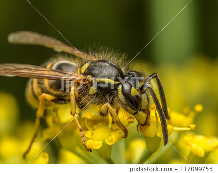Wasp sitting on wild yellow flower 117099753