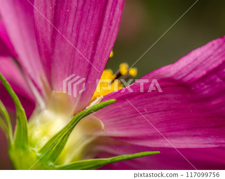 Closeup of pink cosmos flower head Closeup of pink cosmos flower head 117099756