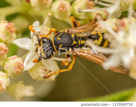 Wasp sitting on garden flower Wasp sitting on garden flower 117099758