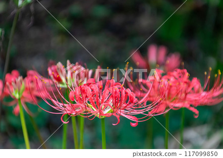 Beautiful red spider lilies blooming 117099850