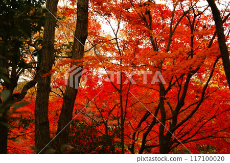 Color, Autumn leaves, Plants, Autumn, Park (Added August 2024) Color, Autumn leaves, Plants, Autumn, Park (Added August 2024) 117100020
