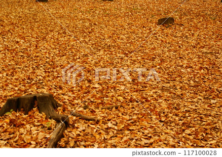 Color, Autumn leaves, Plants, Autumn, Park (Added August 2024) 117100028