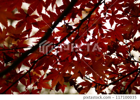 Color, Autumn leaves, Plants, Autumn, Park (Added August 2024) 117100035