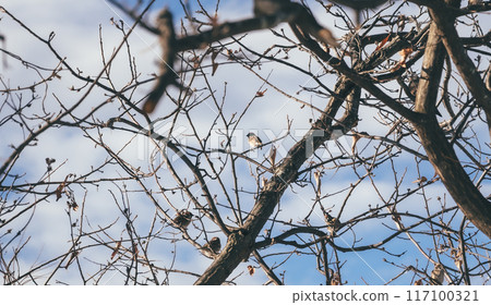 Cold winter image Cold winter image 117100321