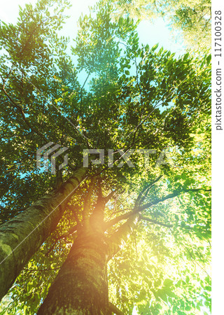 Woods	 117100328