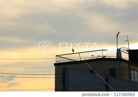 Sunset and heron at Sanbonmatsu Port, Higashikagawa City, Kagawa Prefecture 117100563