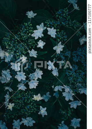 Blue-purple hydrangea and a dark background (Hinuma Nature Park) 117100777