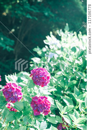 背光下色彩鮮豔的繡球花（日沼自然公園） 117100778