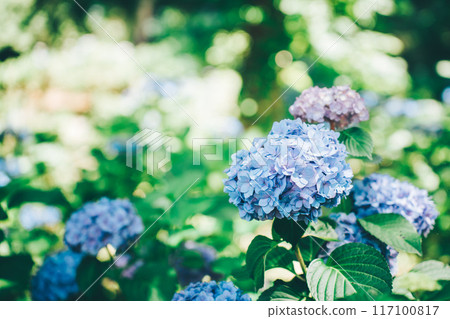 清新鬱鬱蔥蔥的藍色繡球花（日沼自然公園） 117100817