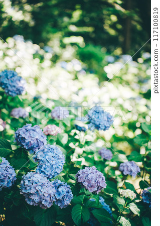 清新鬱鬱蔥蔥的藍色繡球花(日沼自然公園) 清新鬱鬱蔥蔥的藍色繡球花(日沼自然公園) 117100819