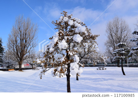 公園裡的樹木被雪覆蓋 117100985