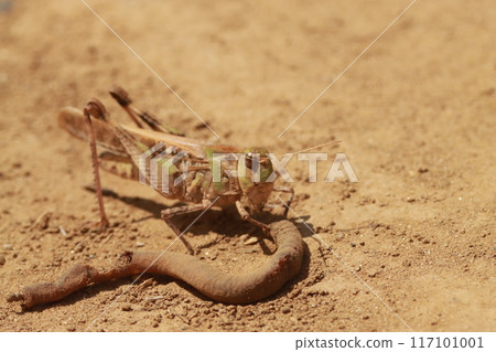 A grasshopper eating a dead earthworm in the sand 117101001