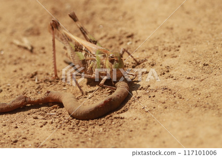 A grasshopper eating a dead earthworm in the sand 117101006