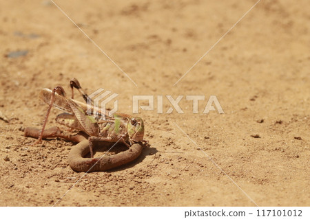 A grasshopper eating a dead earthworm in the sand 117101012