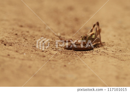 A grasshopper eating a dead earthworm in the sand A grasshopper eating a dead earthworm in the sand 117101015