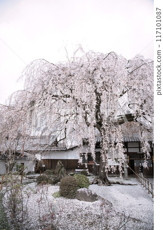 京都本滿寺垂櫻 2023 春季 117101087