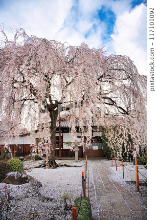 京都本滿寺垂櫻 2023 春季 京都本滿寺垂櫻 2023 春季 117101092