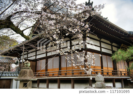 京都本滿寺垂櫻 2023 春季 京都本滿寺垂櫻 2023 春季 117101095