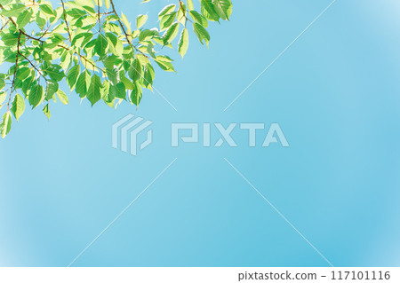 藍天上的綠葉 藍天上的綠葉 117101116