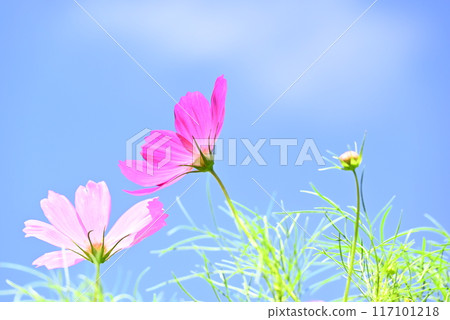 秋天的花朵,秋天的櫻花 秋天的花朵,秋天的櫻花 117101218